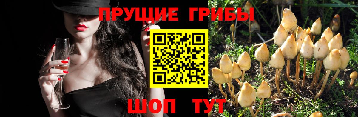 Ливны  Псилоцибиновые грибы мицелий  Вход с VPN 